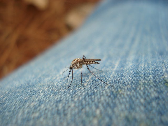 Kogo gryzą komary?