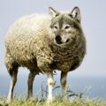wilk w owczej skórze - synonim obłudy
