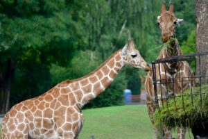 Ogród zoologiczny - żyrafy