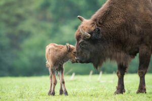 Żubr z żubrzątkiem. Białowieża