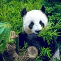 Panda wielka wśród bambusów